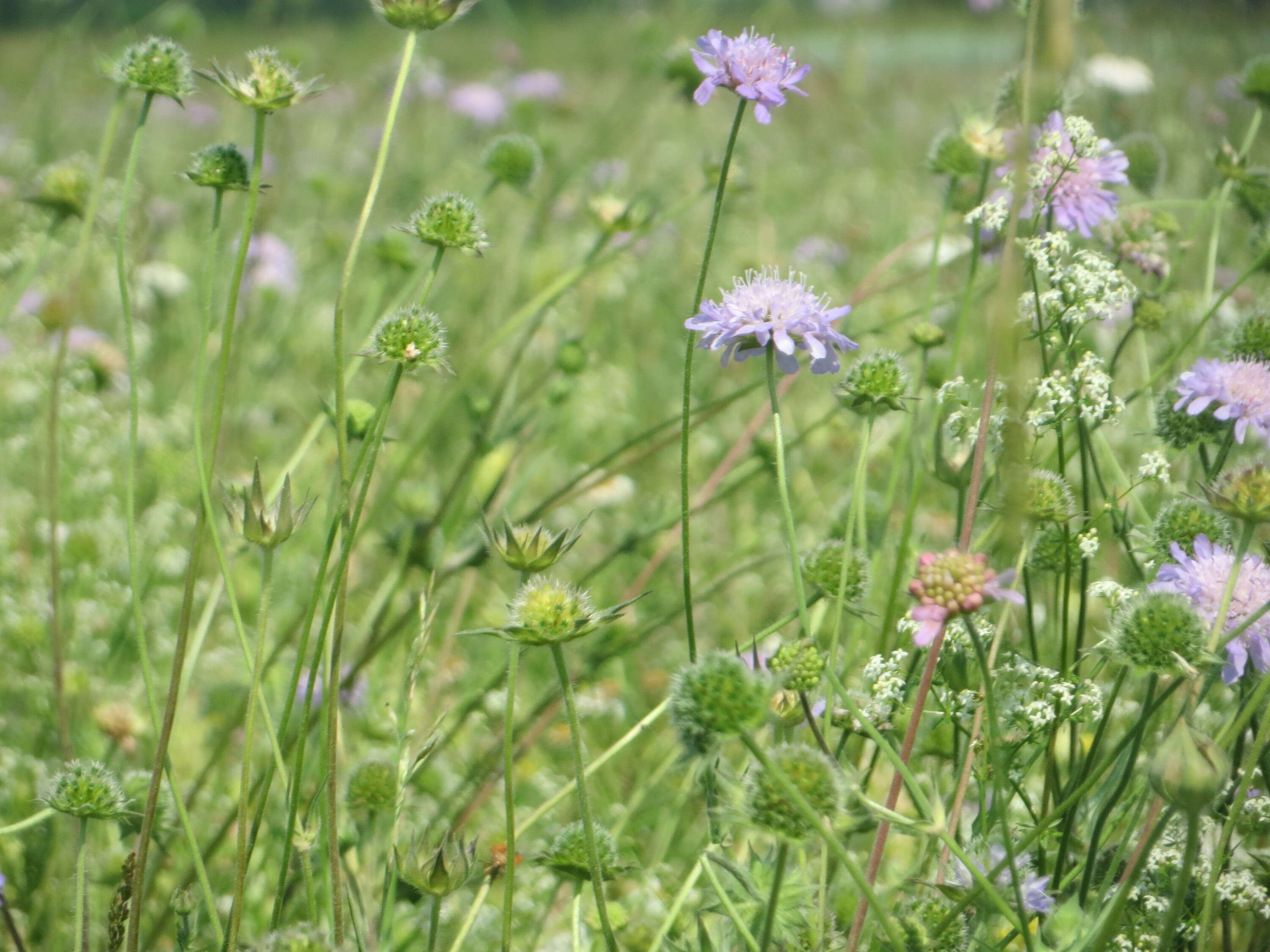 Слика од Knautia arvensis (L.) Coulter