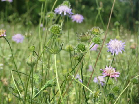 Слика од Knautia arvensis (L.) Coulter