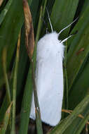 Image of water ermine