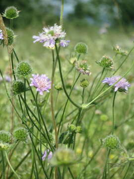 Слика од Knautia arvensis (L.) Coulter