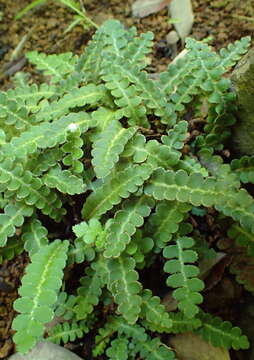 Plancia ëd Asplenium ceterach L.