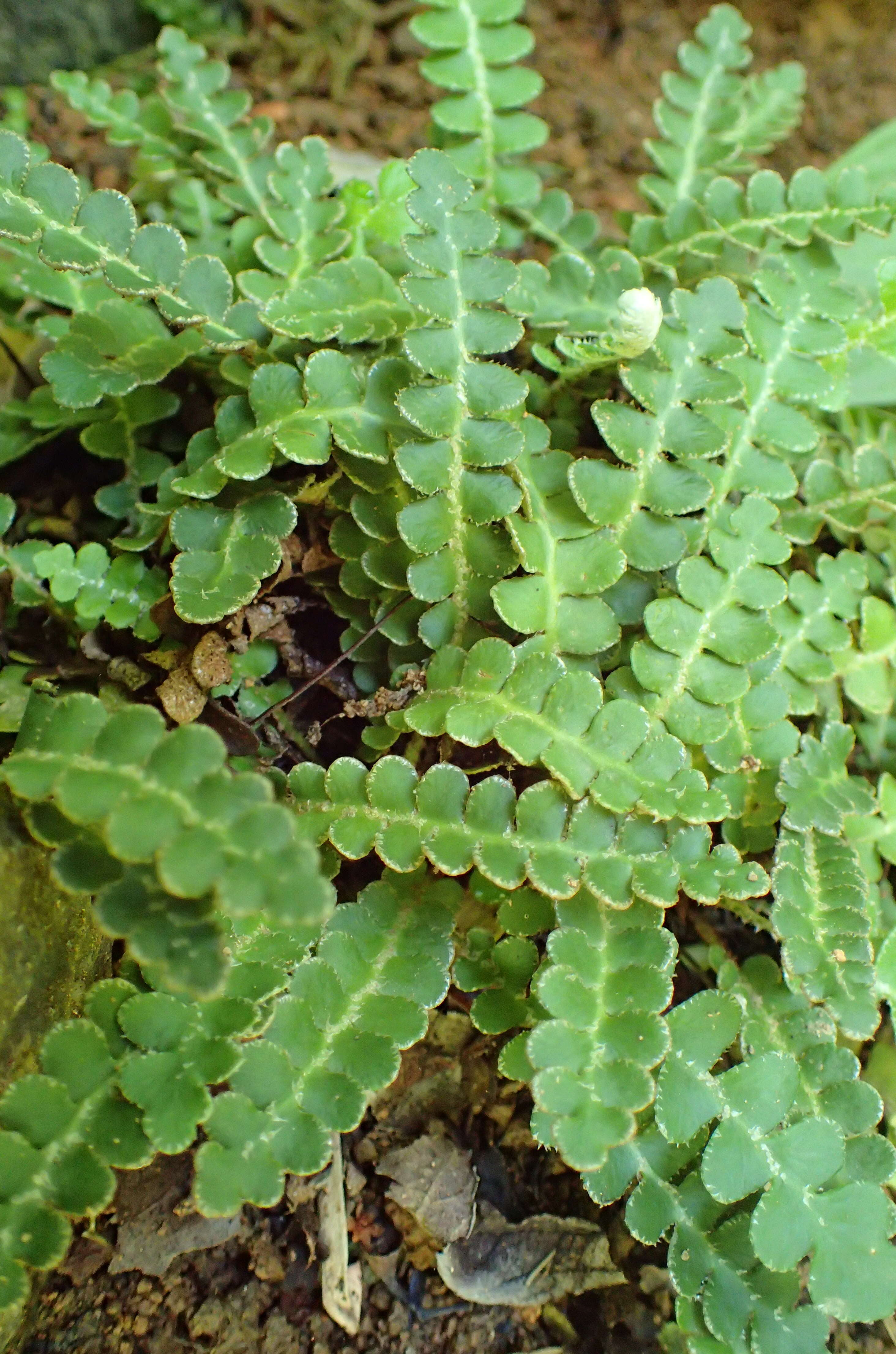 Plancia ëd Asplenium ceterach L.