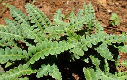 Plancia ëd Asplenium ceterach L.