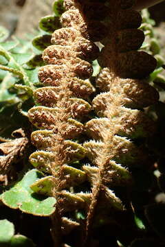 Image of Asplenium ceterach L.