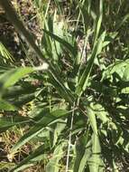 صورة Helianthella californica A. Gray