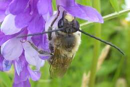 Image of Eucera longicornis (Linnaeus 1758)