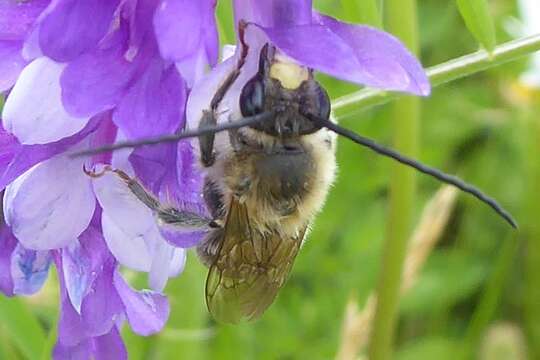 Image of Eucera longicornis (Linnaeus 1758)