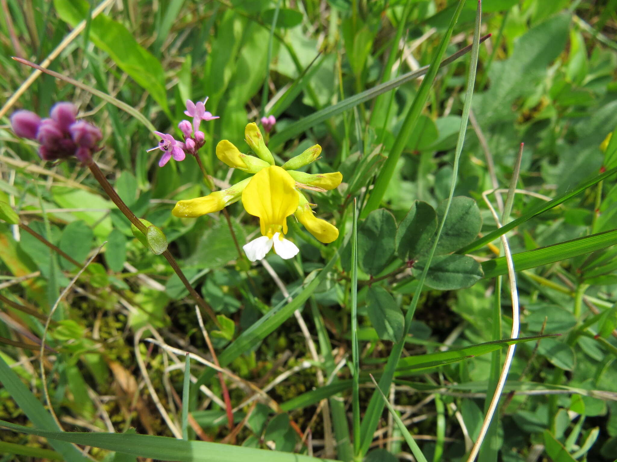 Image de Hosackia pinnata (Hook.) Abrams