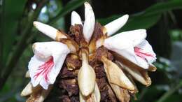 Image of Alpinia sessiliflora Kitam.