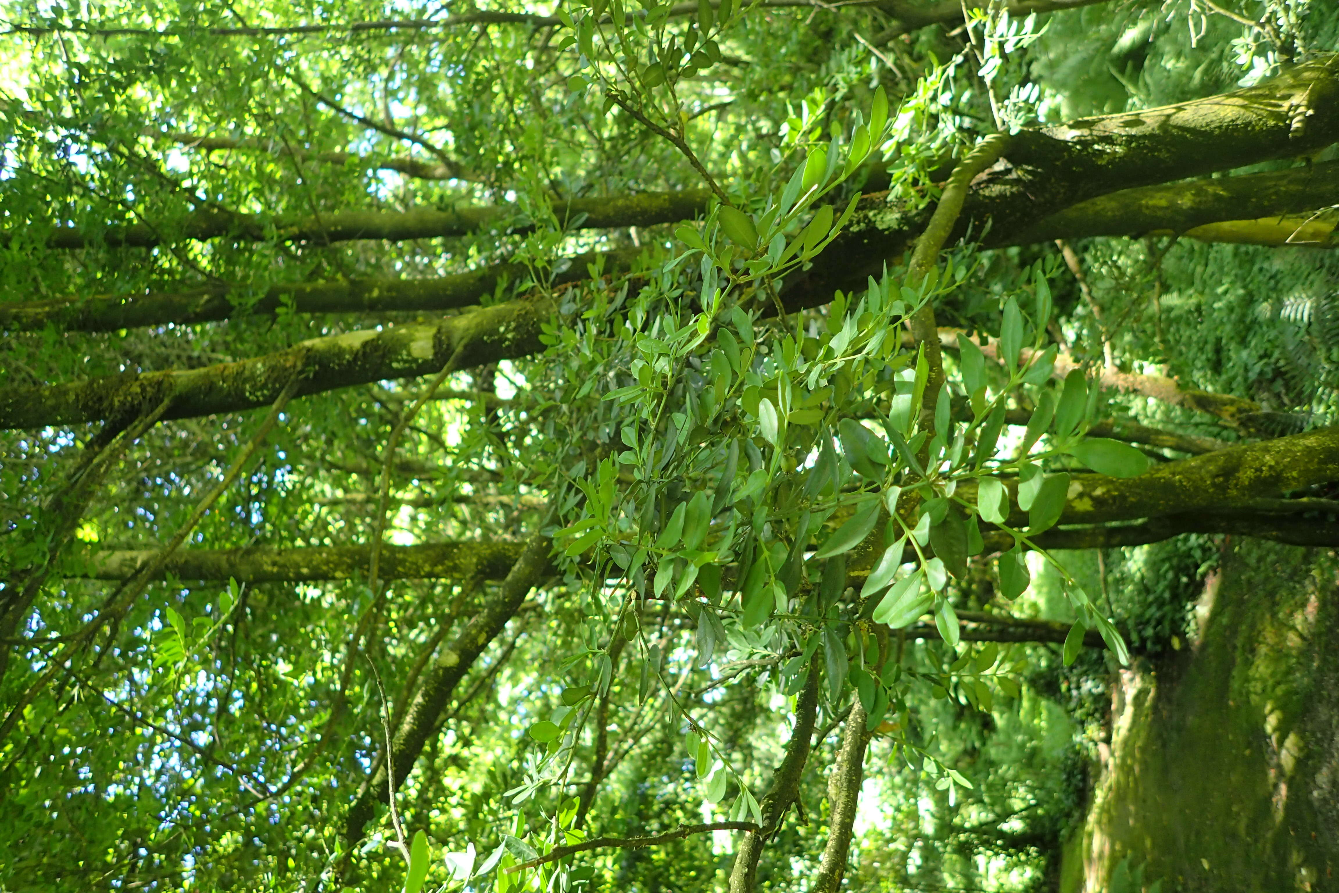 Image of Buxus sempervirens