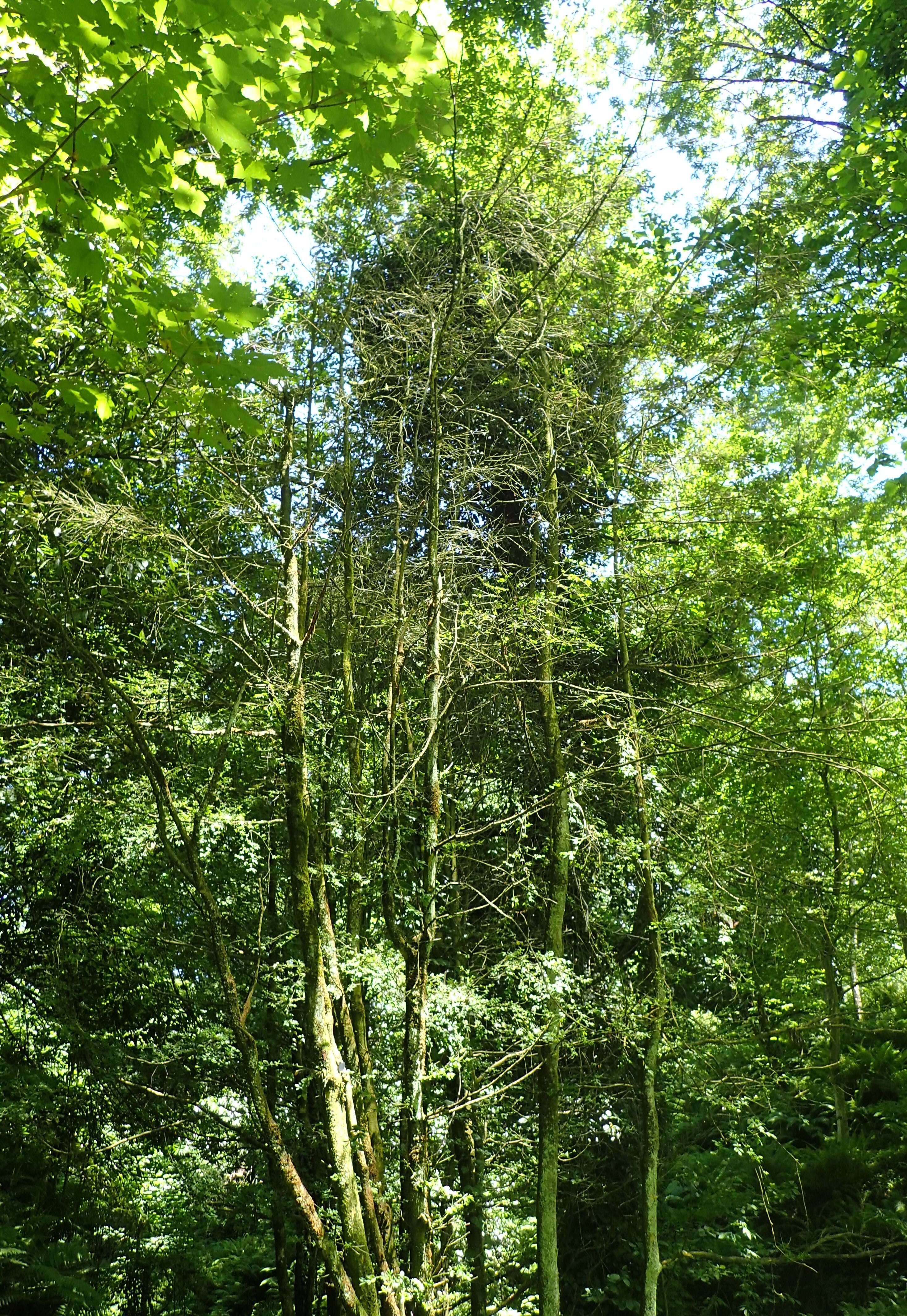 Image of Buxus sempervirens