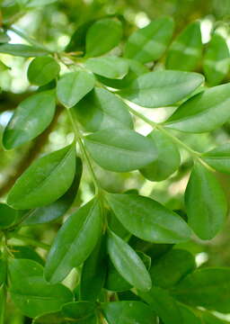 Image of Buxus sempervirens