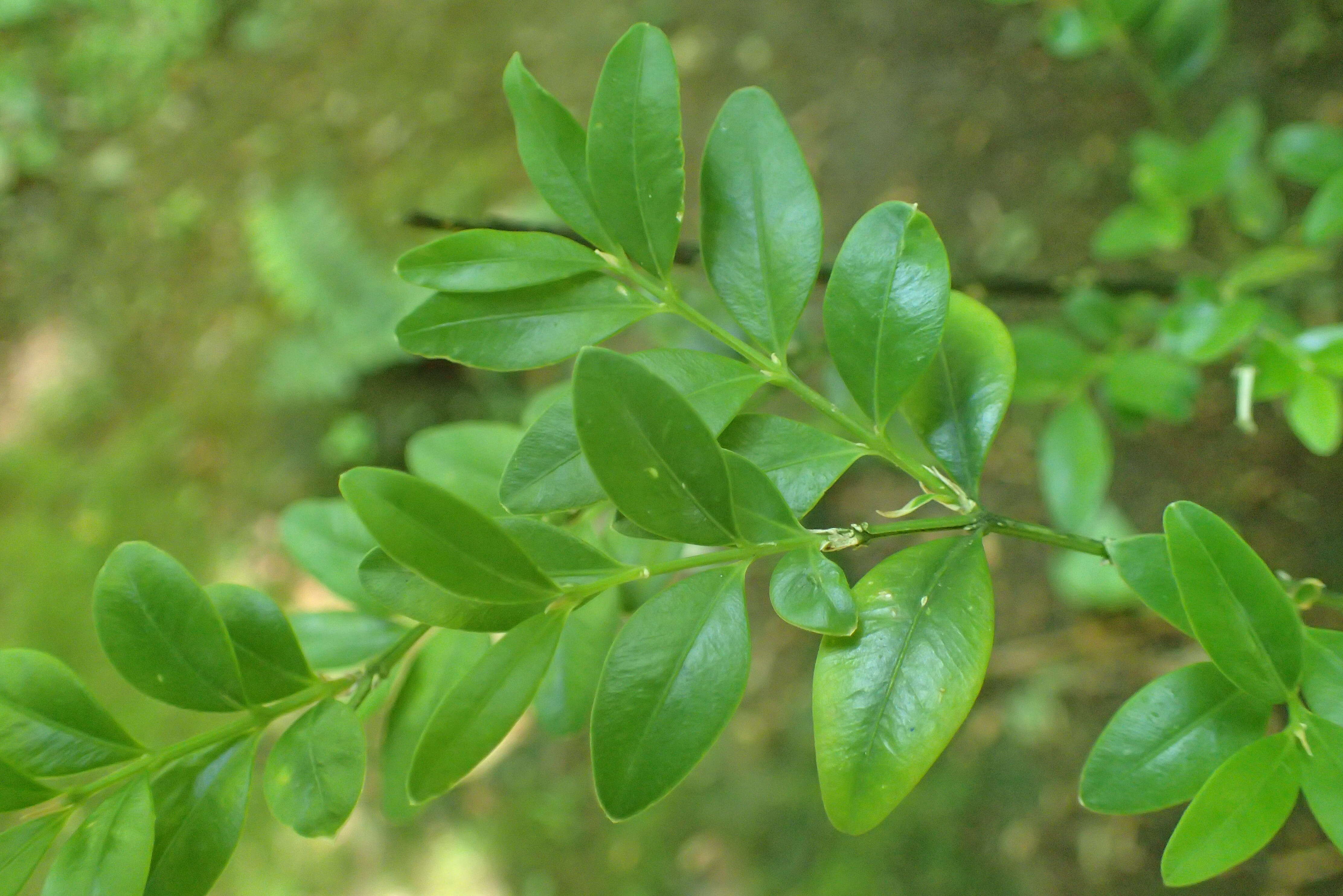 Image of Buxus sempervirens