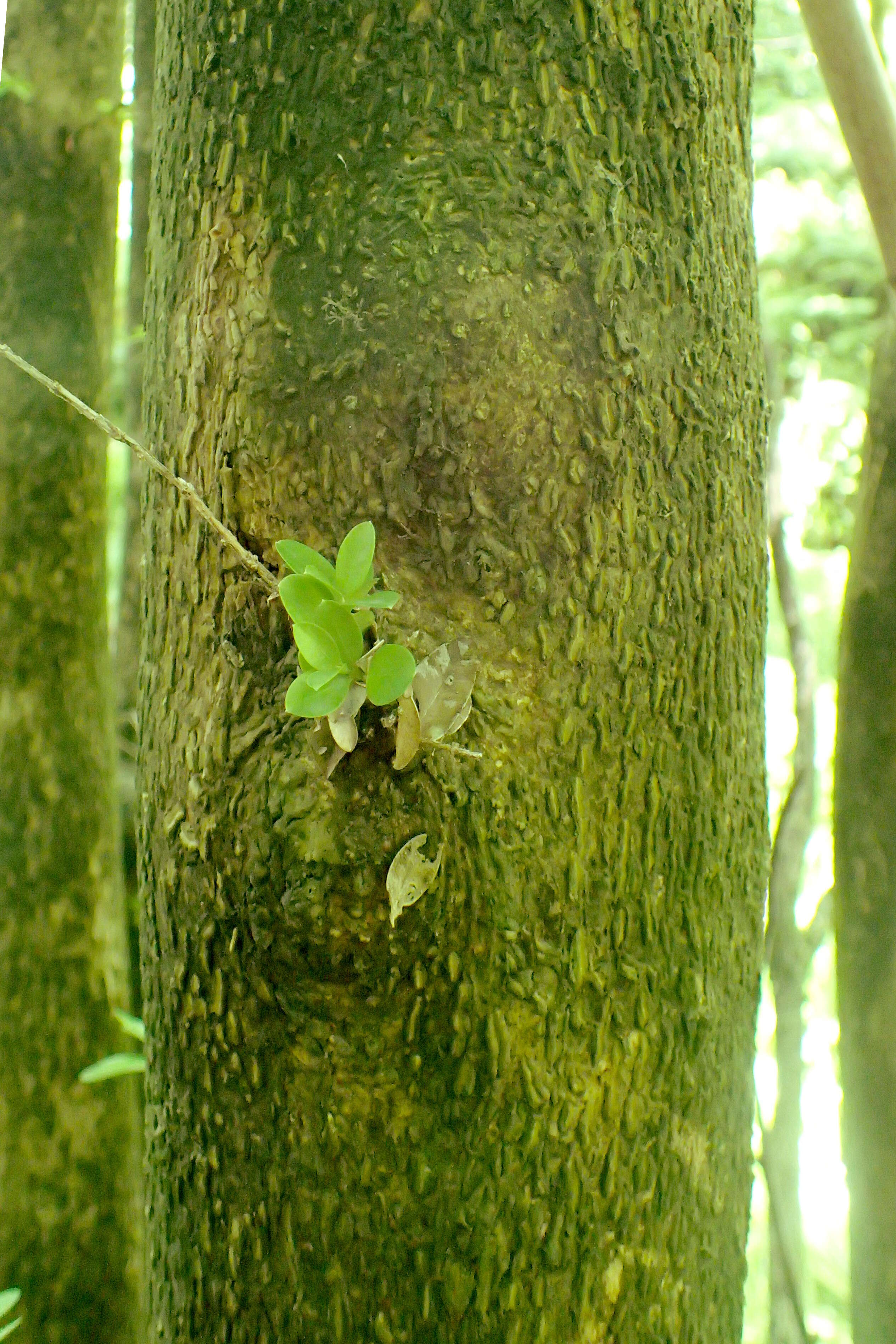 Image of Buxus sempervirens