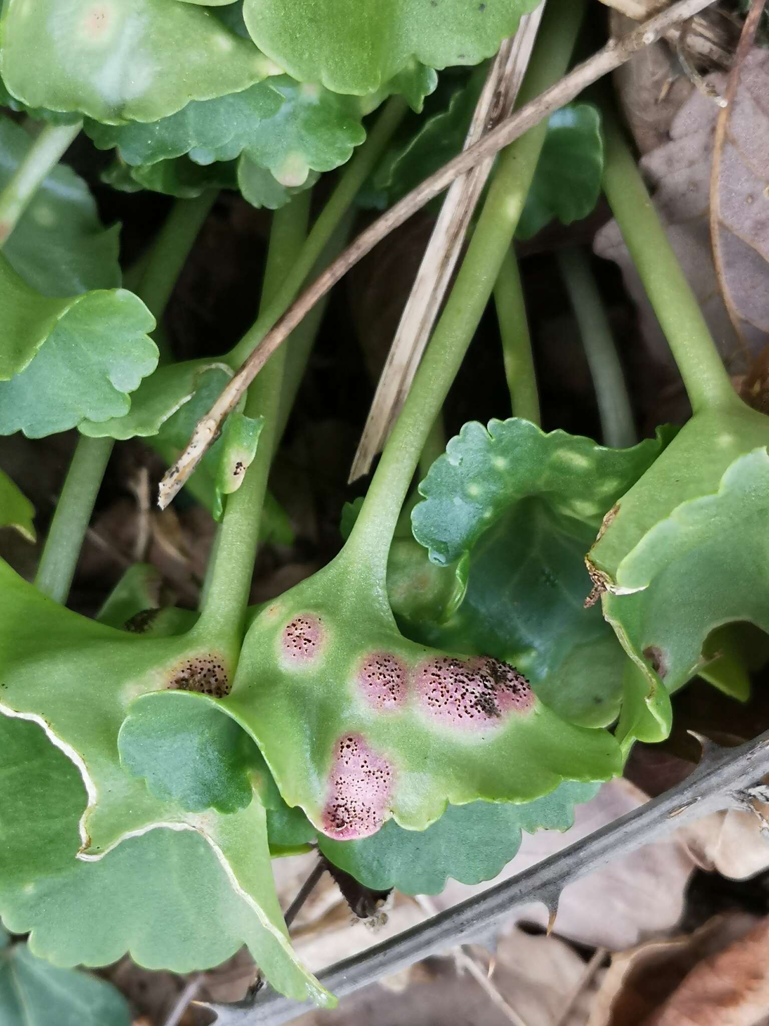 Image of Puccinia umbilici Guépin 1830