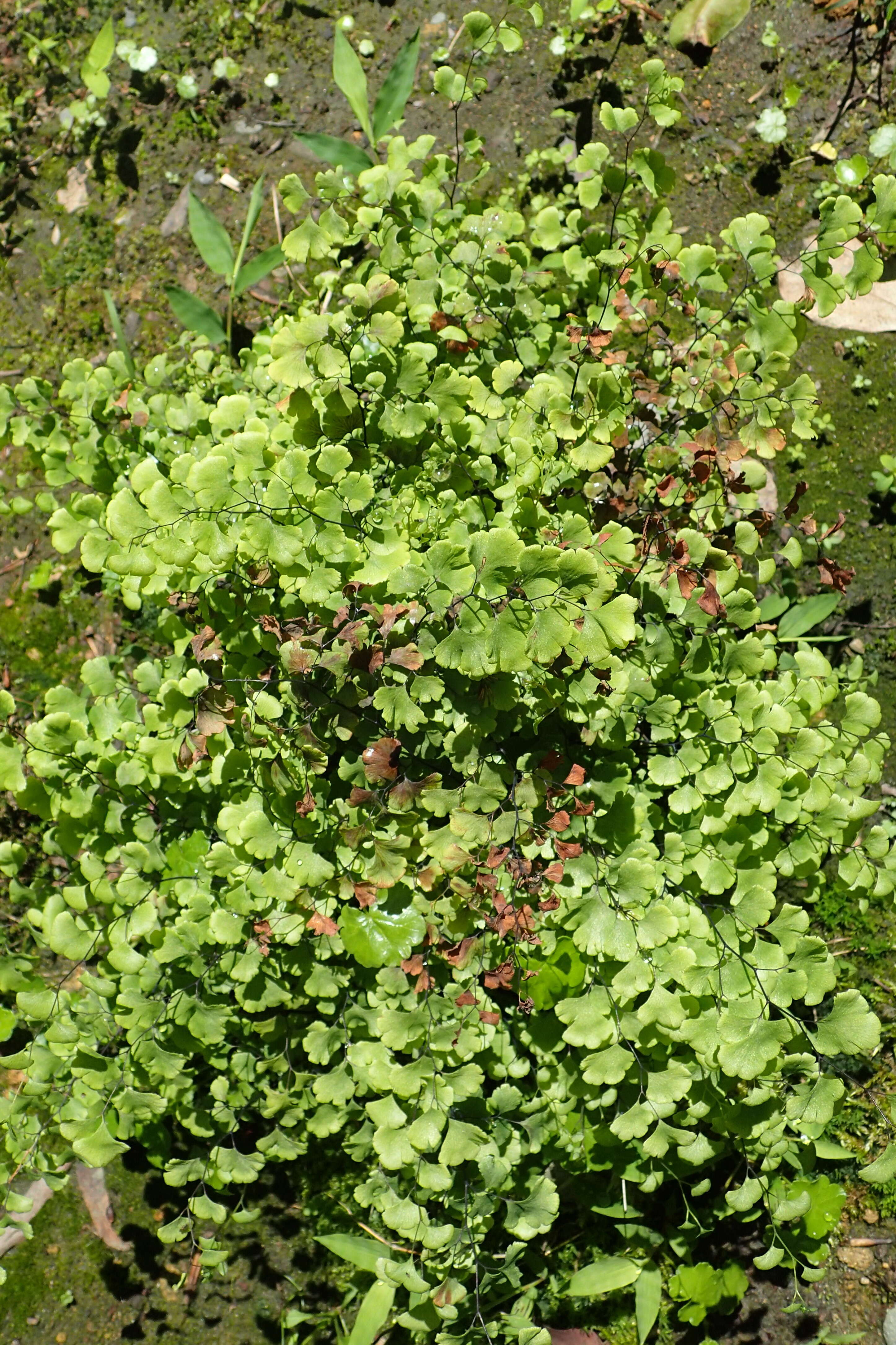 Слика од Adiantum capillus-veneris L.