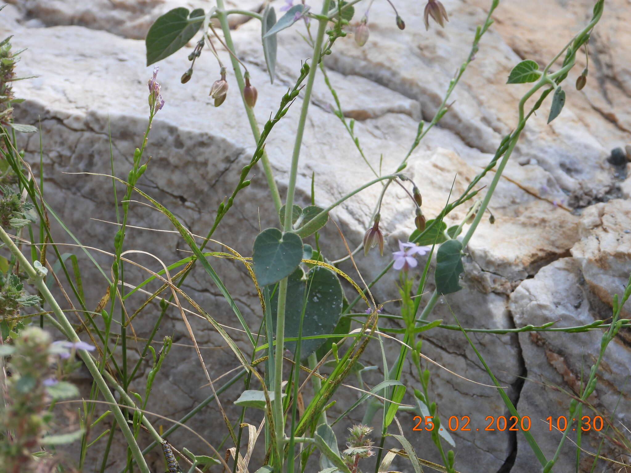 Image of Pergularia tomentosa L.