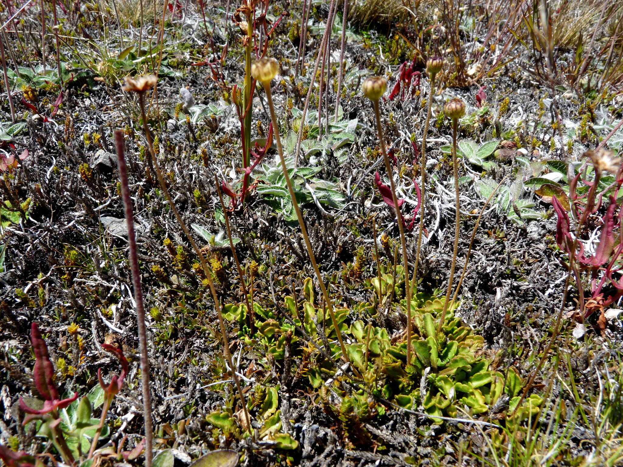 Image of Brachyscome sinclairii Hook. fil.