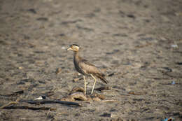 Image of Peruvian Thick-knee