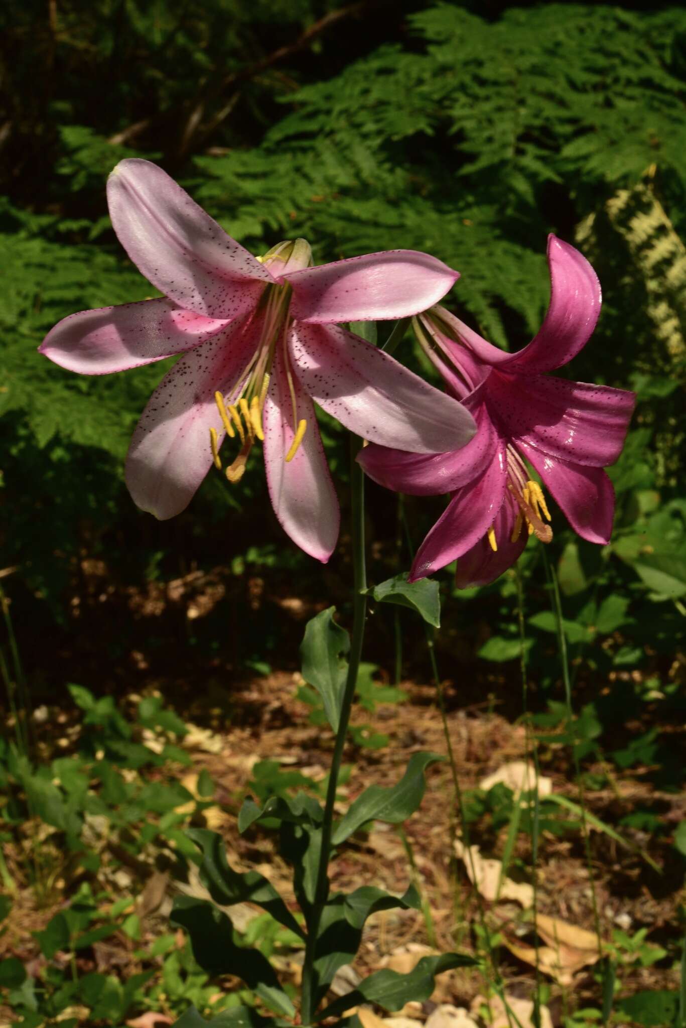 Image of Cascade lily