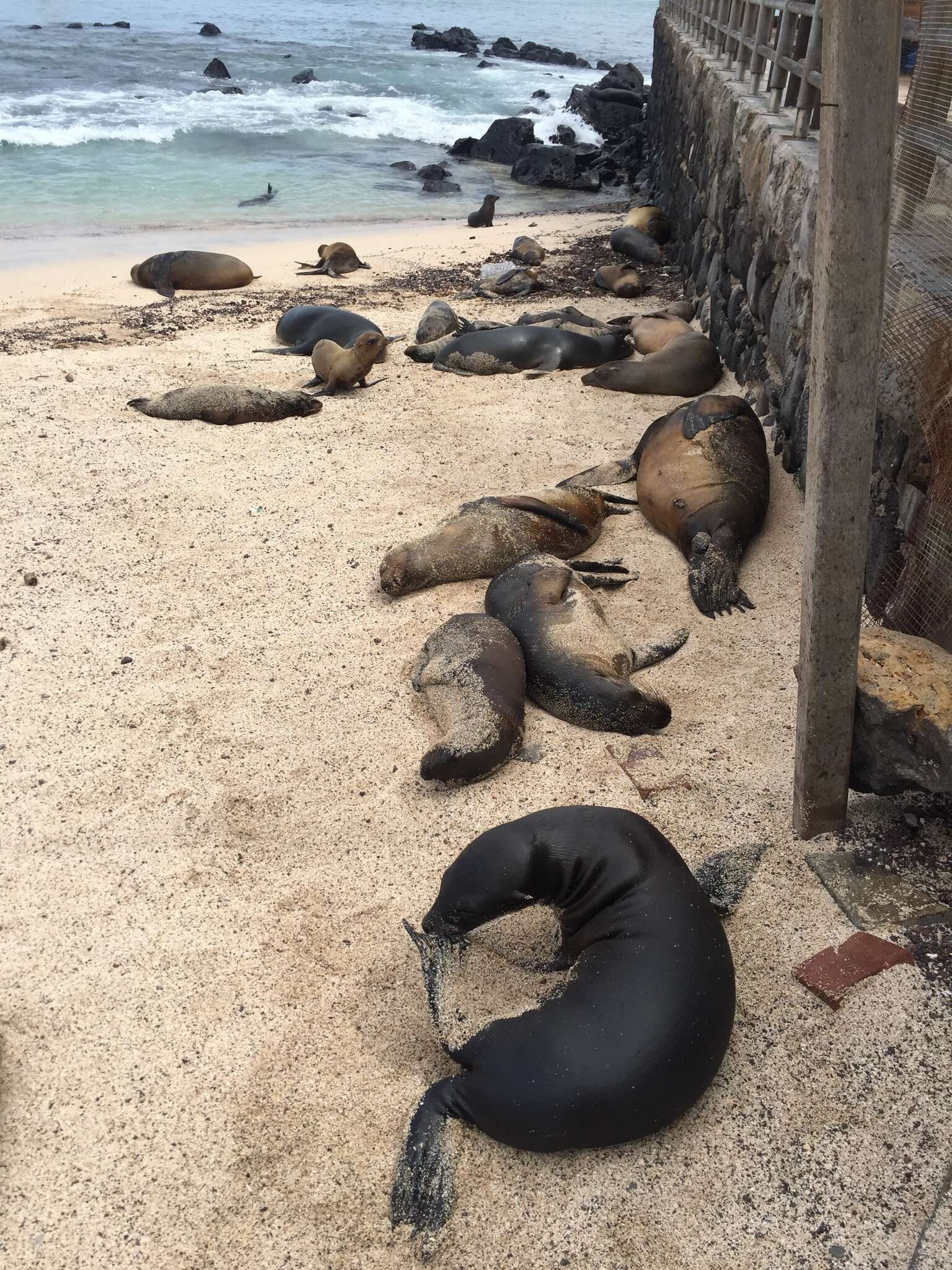 Image of Sea Lion