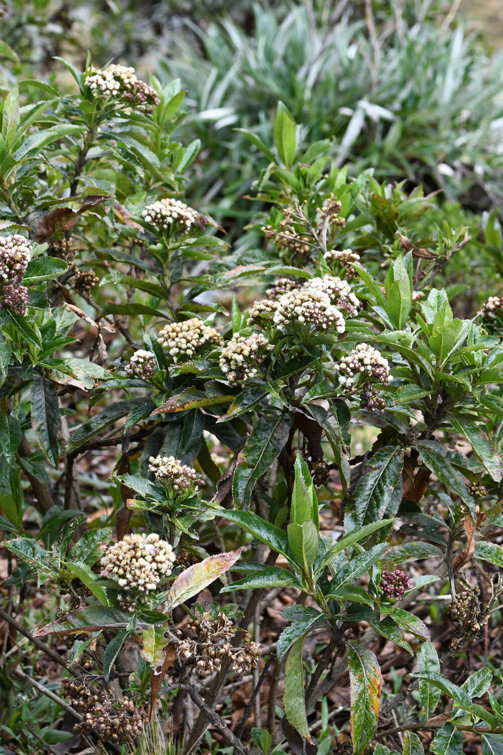 Image of Baccharis densiflora Wedd.