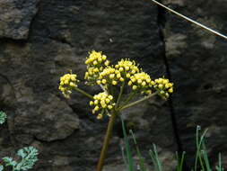 Слика од Lomatium salmoniflorum (Coult. & Rose) Mathias & Constance