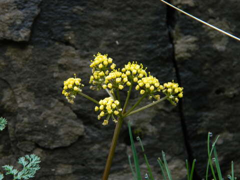 Слика од Lomatium salmoniflorum (Coult. & Rose) Mathias & Constance