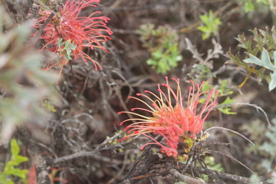 Image of Fuchsia grevillea