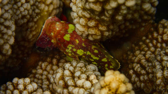 Image of Coral scorpionfish