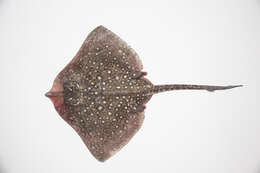 Image of Thornback skate