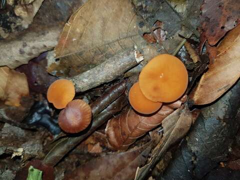 Image of Marasmius cladophyllus Berk. 1856