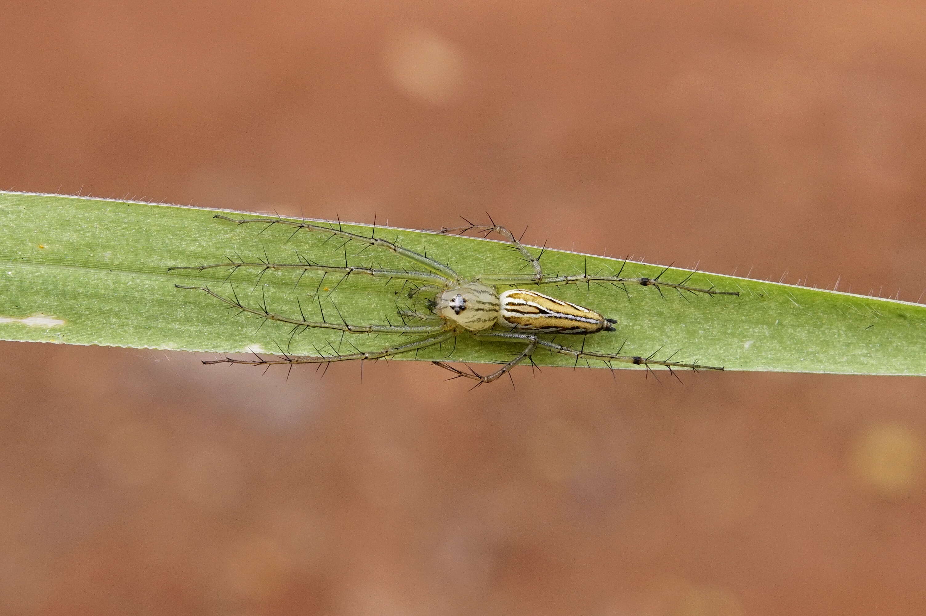 Image of lynx spider