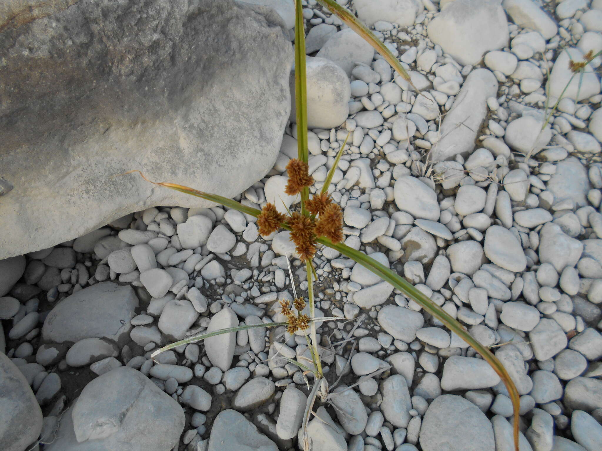 Image of Cyperus glomeratus L.