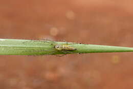 Image of lynx spider