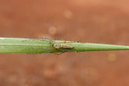 Image of lynx spider