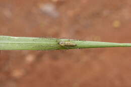 Image of lynx spider