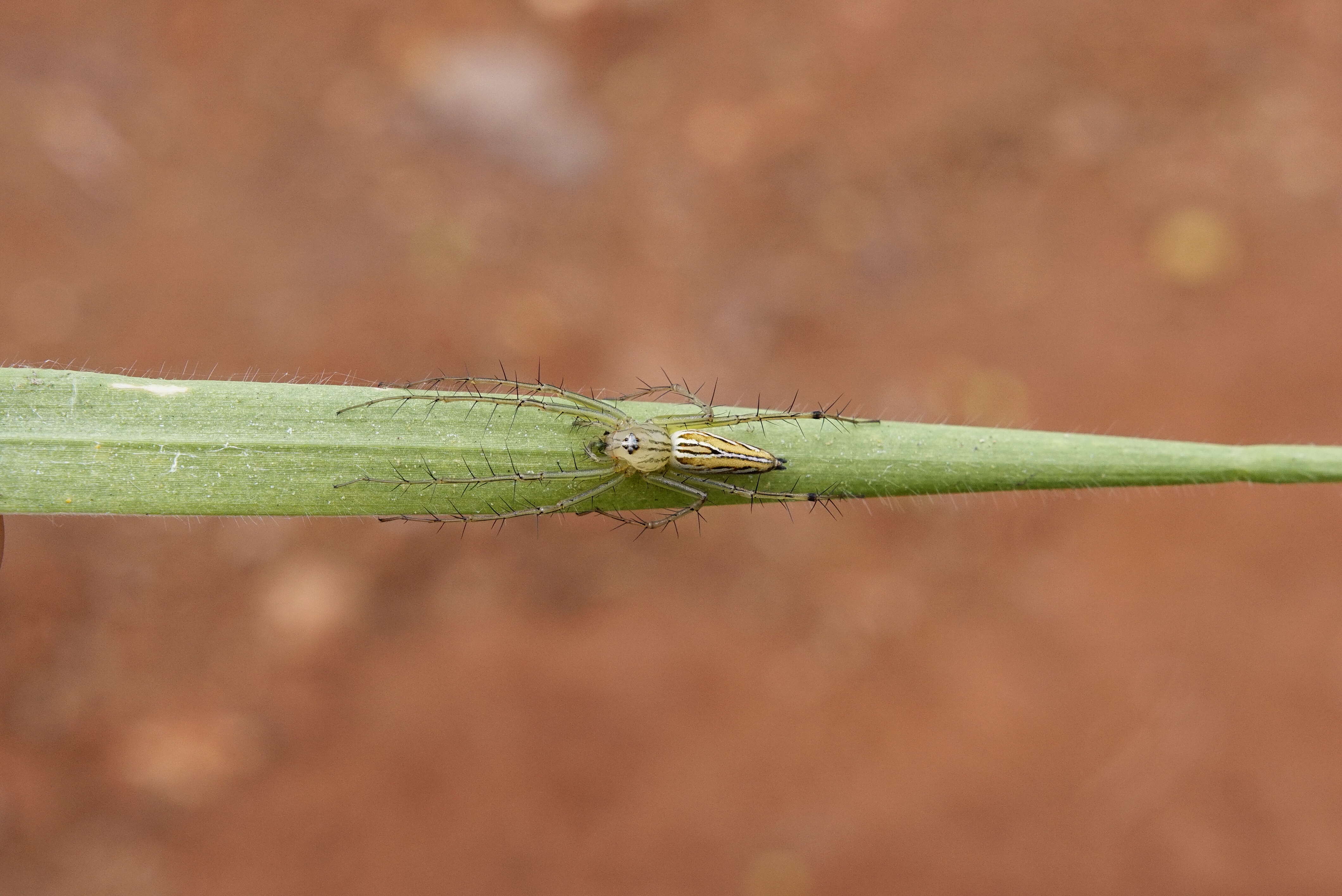 Image of lynx spider