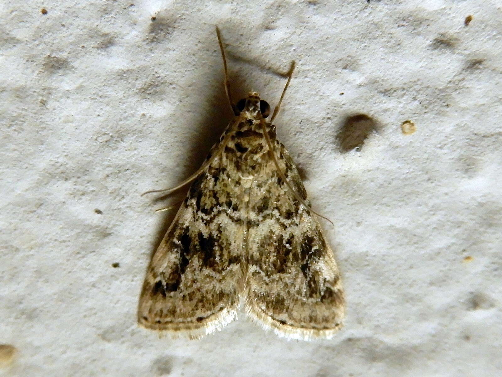 Image of Cabbage Webworm moth