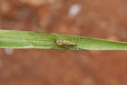 Image of lynx spider