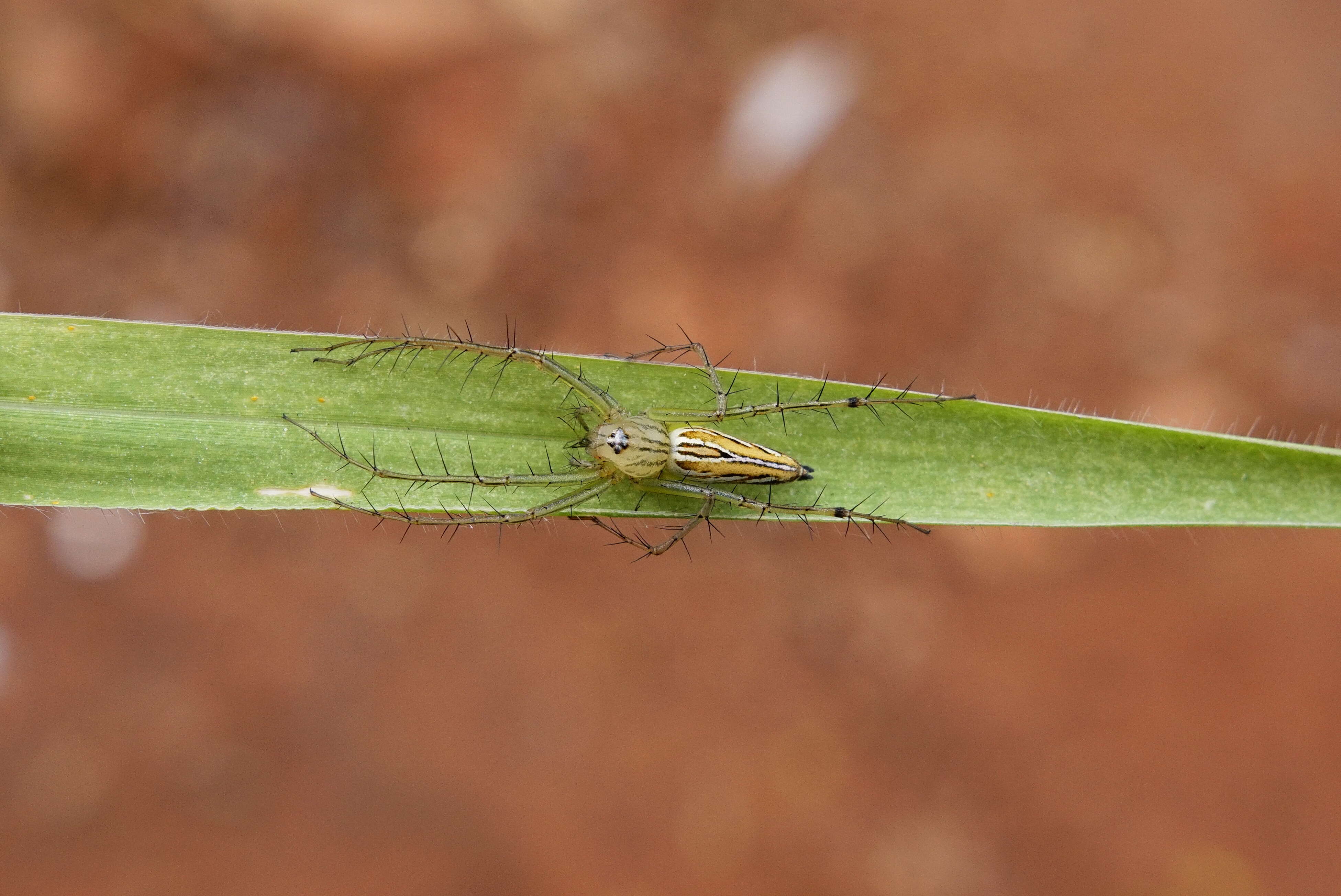 Image of lynx spider