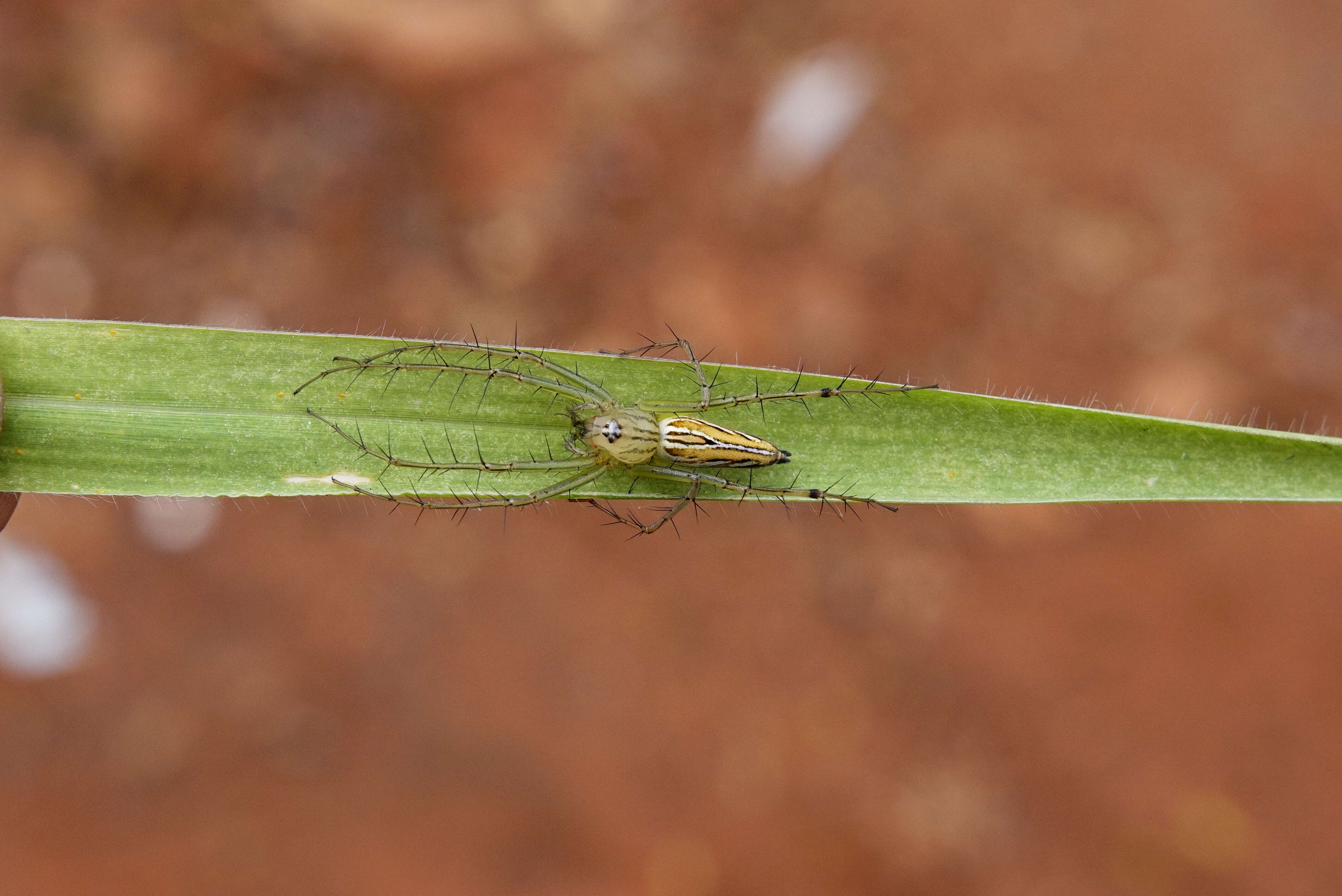 Image of lynx spider