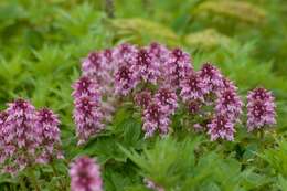 Image of whorled lousewort