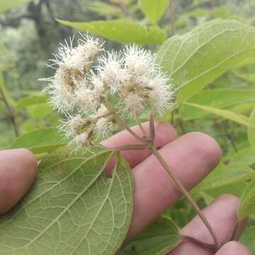 Image of Ageratina areolaris (DC.) D. Gage ex B. L. Turner