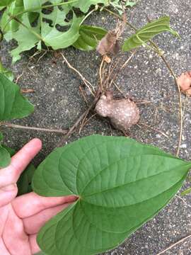 Imagem de Dioscorea bulbifera L.