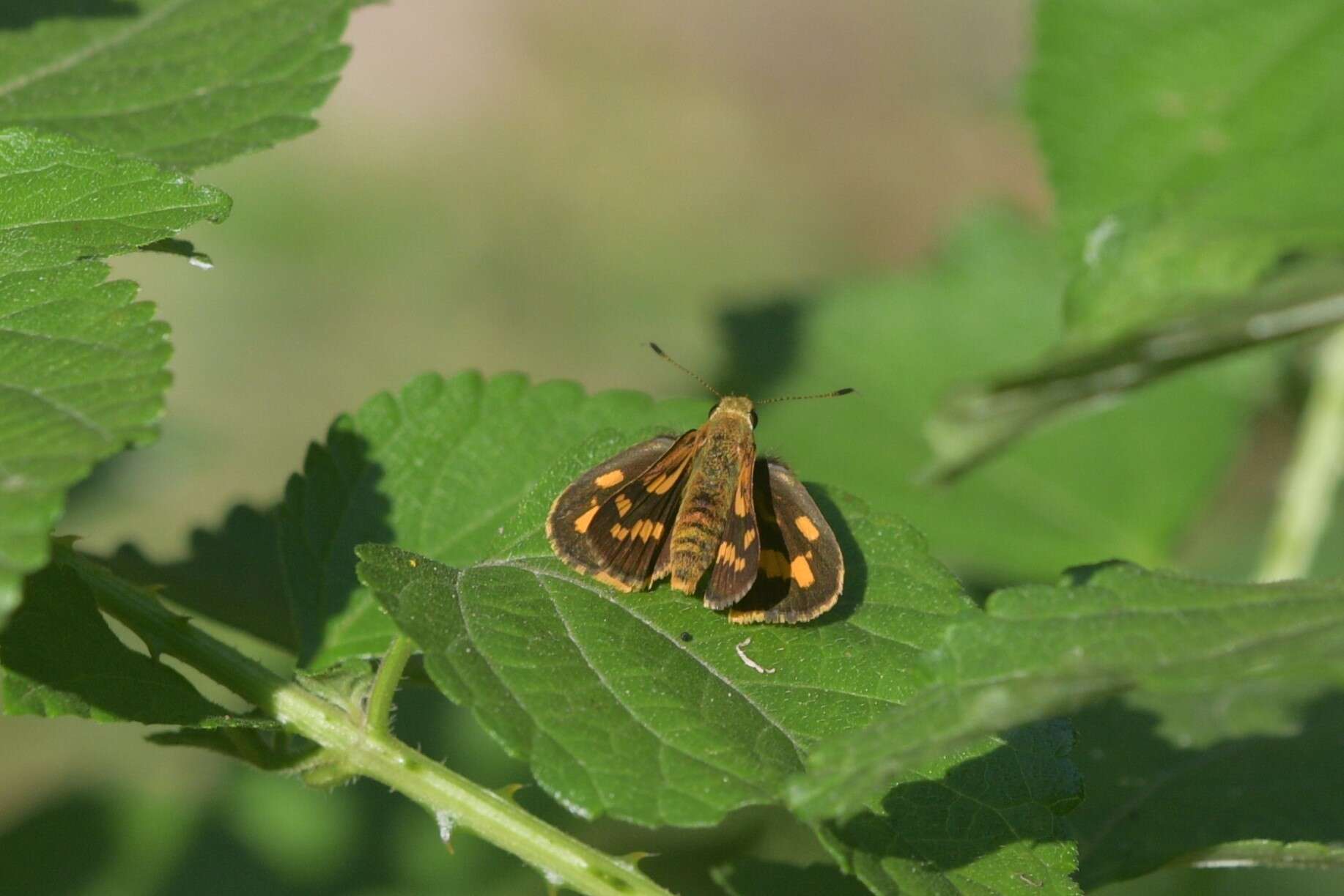 Image of Potanthus pseudomaesa Moore 1881