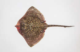 Image of Thornback skate