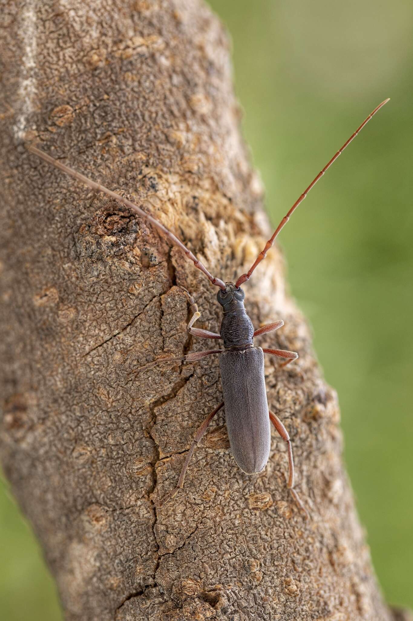 Image of Derolus asiricus Holzschuh 1993