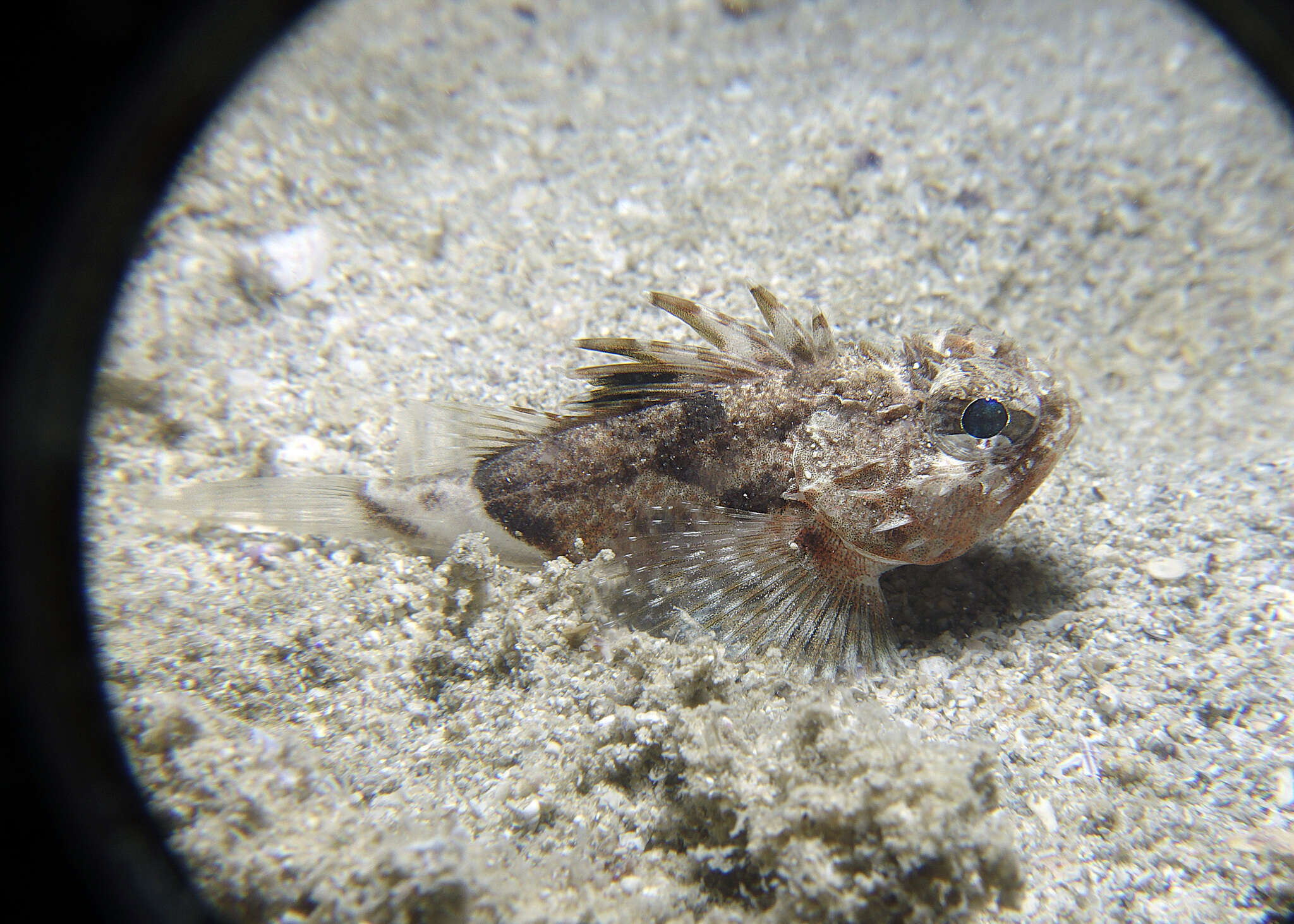 Plancia ëd Maxillicosta scabriceps Whitley 1935