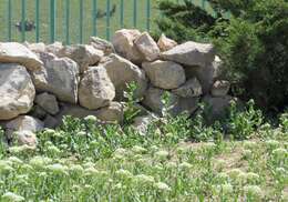 Image of Afghan Pika